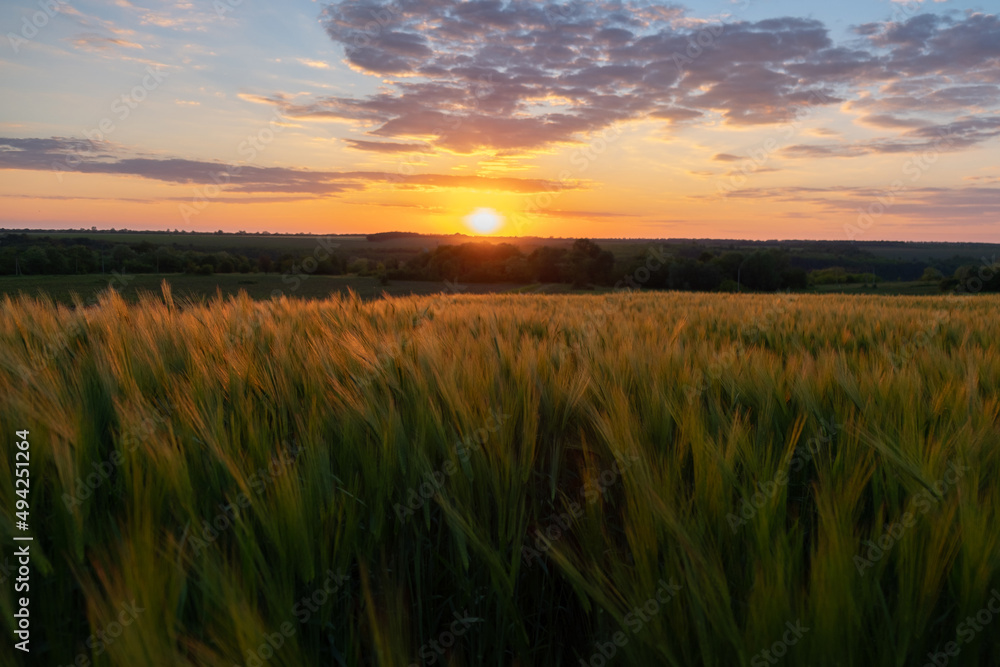 Green wheat field panorama in the
sunset light. Beautiful sunset over wheat field. Green wheat field panorama in the
sunset light. Beautiful sunset over wheat field.