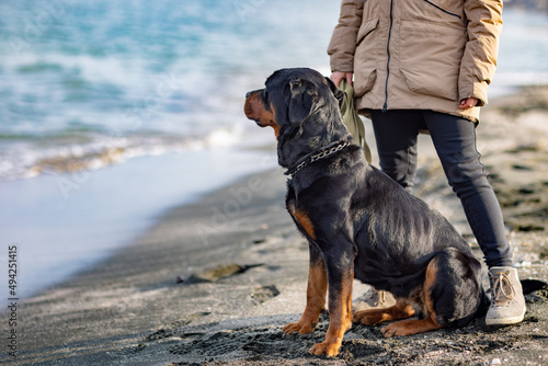 A dog of the Rottweiler breed sits near the hostess in a jacket on the beach against the backdrop of the sea