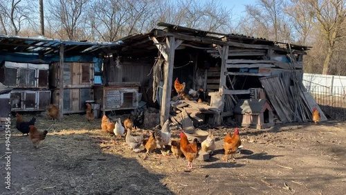 Chickens walk near the chicken coop in the yard of a rural house in the village of Vytkivtsi, Ternopil region, Ukraine. photo