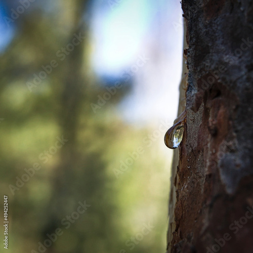 The reflection of the forest in a drop of resin. photo