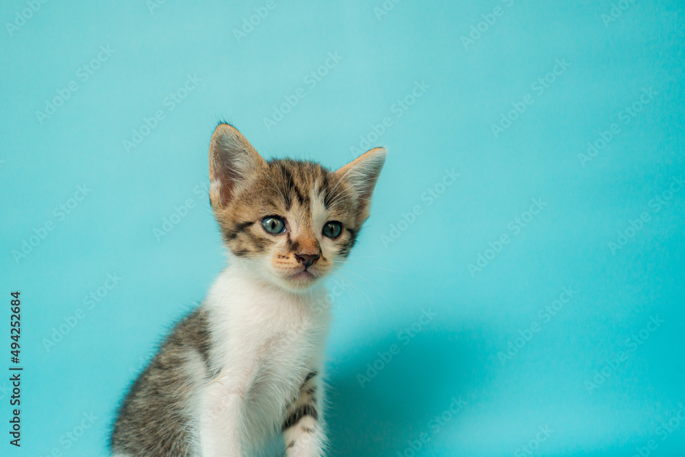 Fototapeta premium One month old black and white kitten stylish in front of a tosca background, very cute