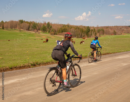 2 femmes cyclistes vues de dos faisant du vélo de gravelle sur une route de campagne tranquille, par une journée ensoleillée, elles croisent un champs où broutent des vaches