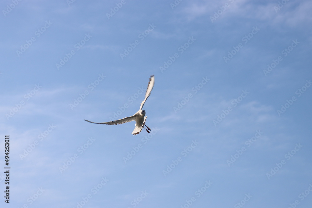 seagulls fly over the water and catch bread crumbs on the fly seagulls fly over the water and catch bread crumbs on the fly