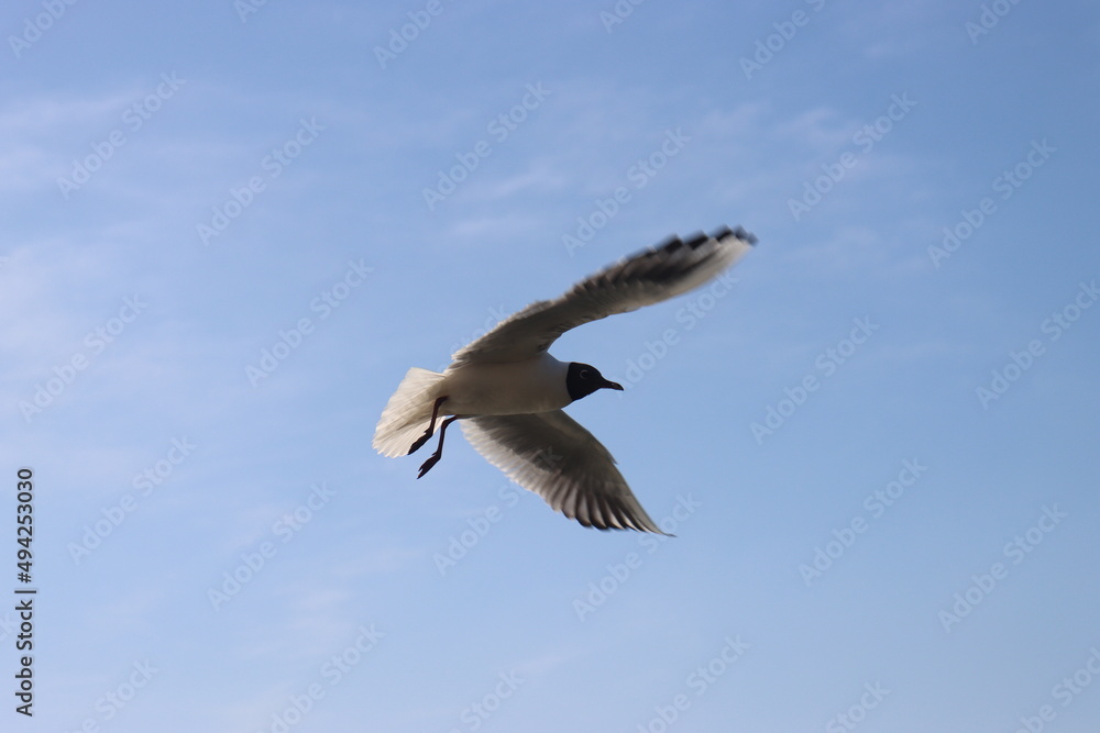 seagulls fly over the water and catch bread crumbs on the fly
