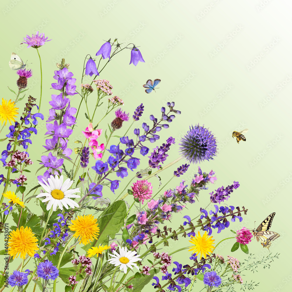 Various garden and meadow flowers with green background