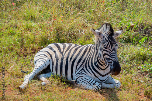 A zebra lying down in a grassy patch, South Africa.