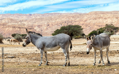 Somali wild donkey (Equus africanus) in nature reserve of the Middle East. Th...