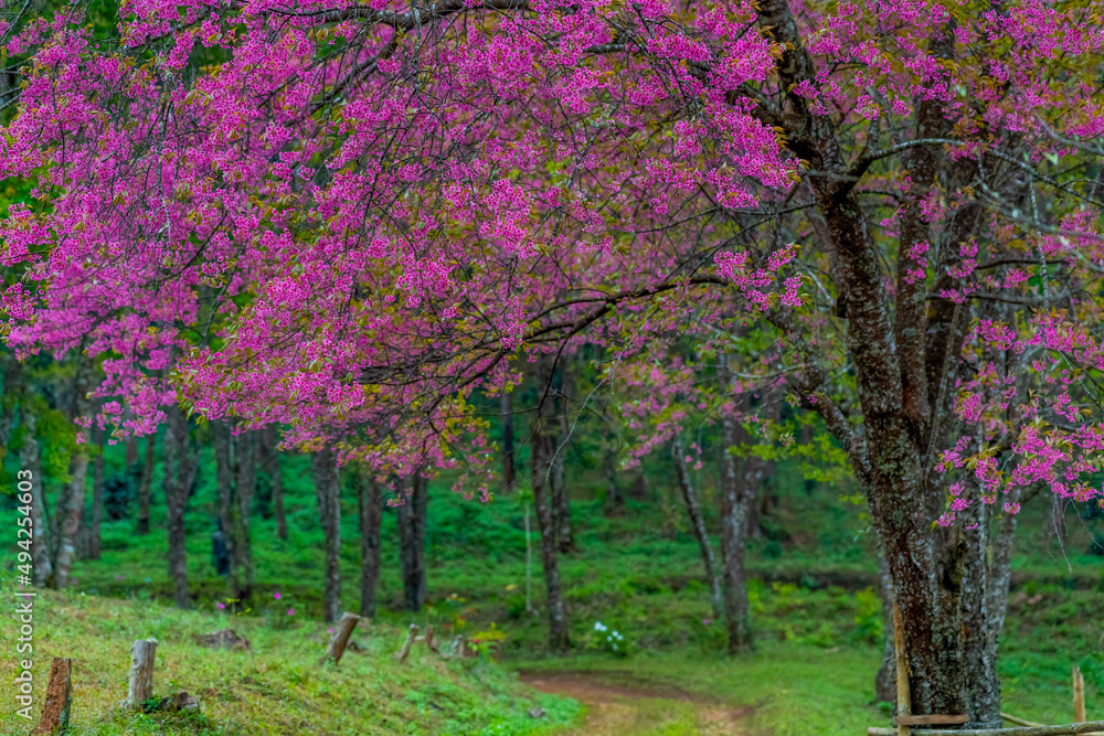 Full pink cherry blossom on spring in the morning at north of Thailand, Place name Khun Wang located at Chiang Mai province.