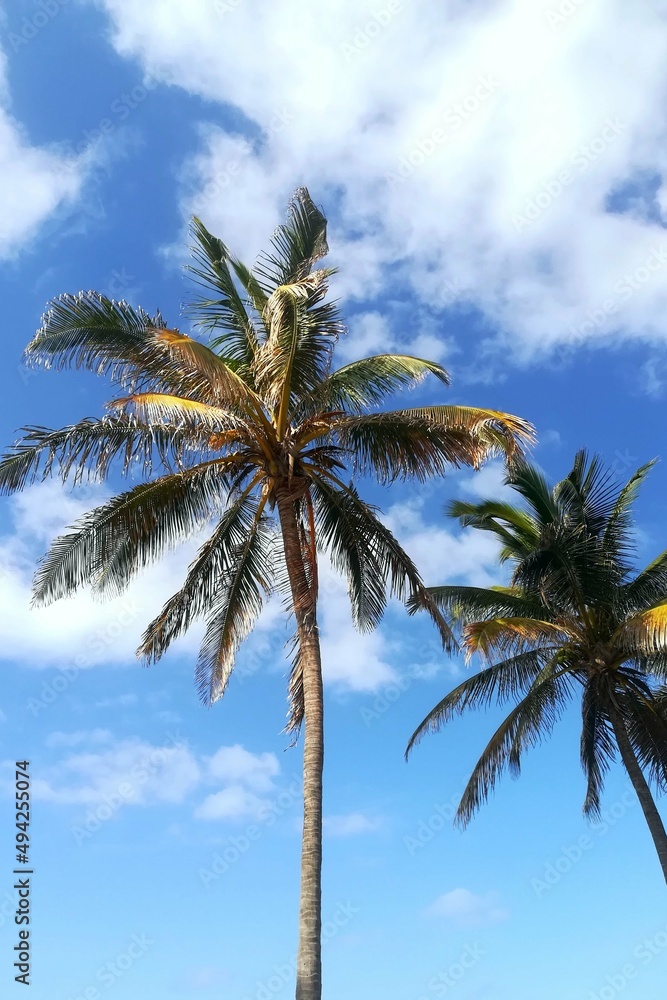 Palm trees against blue sky backdrop in the tropical beach area.
