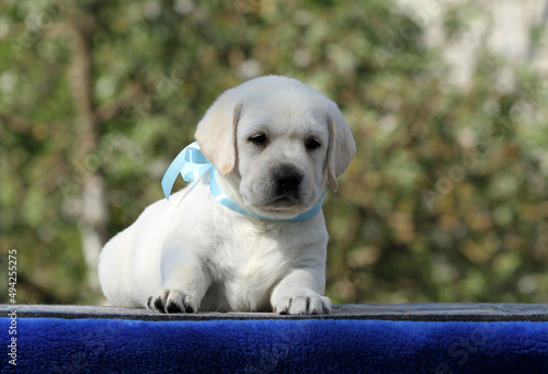 sweet nice yellow labrador puppy on the blue background