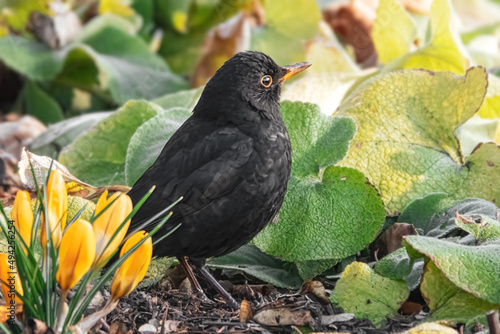 Amsel zwischen Krokussen und Blättern
