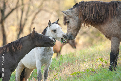 Miniature horse foal greet stallion 