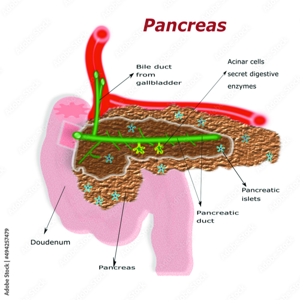 Pancreas, vector illustration of human pancreas structure, Anatomy of ...