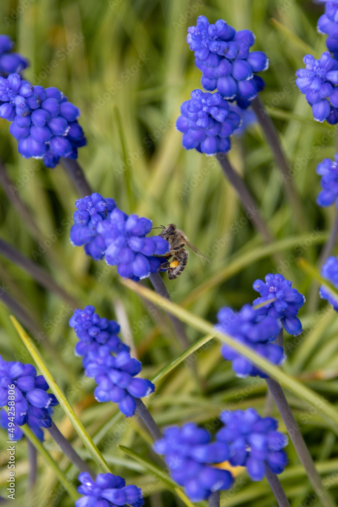 grape hyacinths in the garden . grape hyacinths in the garden .