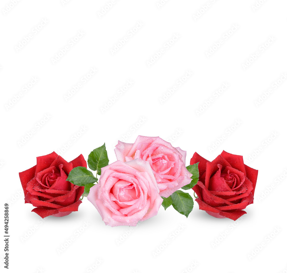Red and Pink rose with drops isolated on white backgrpund Red and Pink rose with drops isolated on white backgrpund
