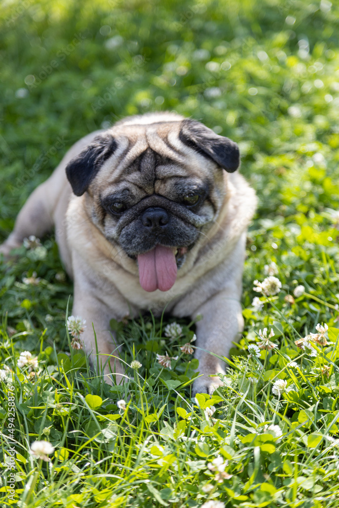 A pug sits on a meadow and watches the area