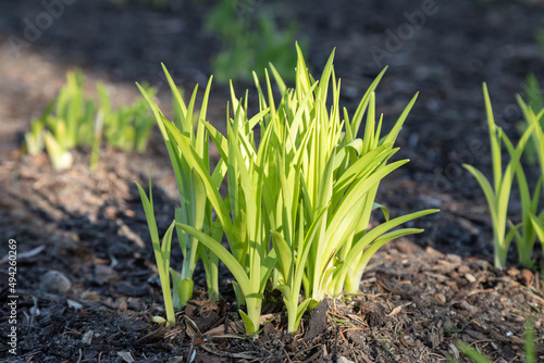 flower_bulbs