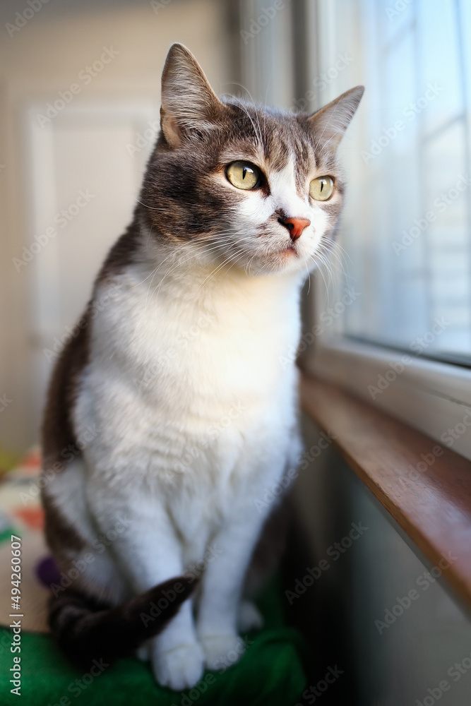 Beautiful cat sits on balcony and looks outside through window. Pet is sad. Theme of animals.