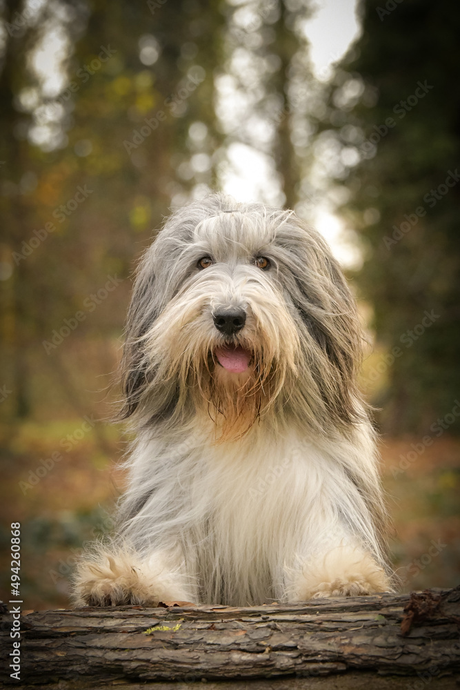 Bearded collie is sitting in the forest. It is autumn portret. Bearded collie is sitting in the forest. It is autumn portret.