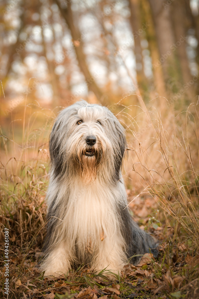 Bearded collie is sitting in the forest. It is autumn portret.