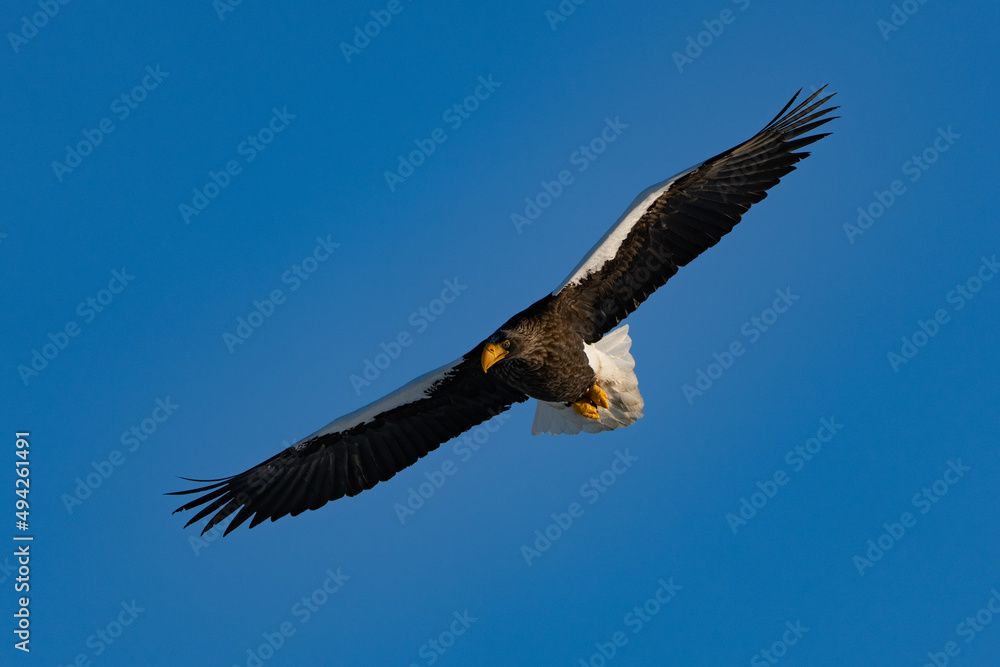 Fototapeta premium “Hokkaido_Birds of Prey”