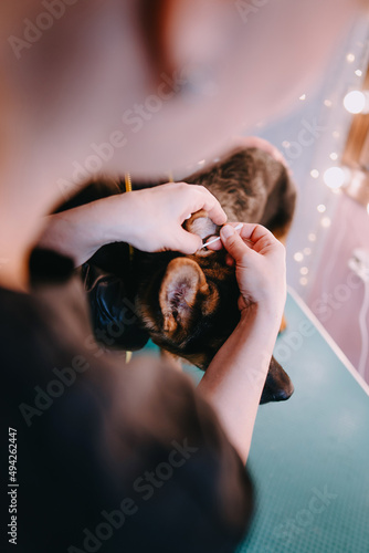 Groomer cleaning puppy's ears  photo