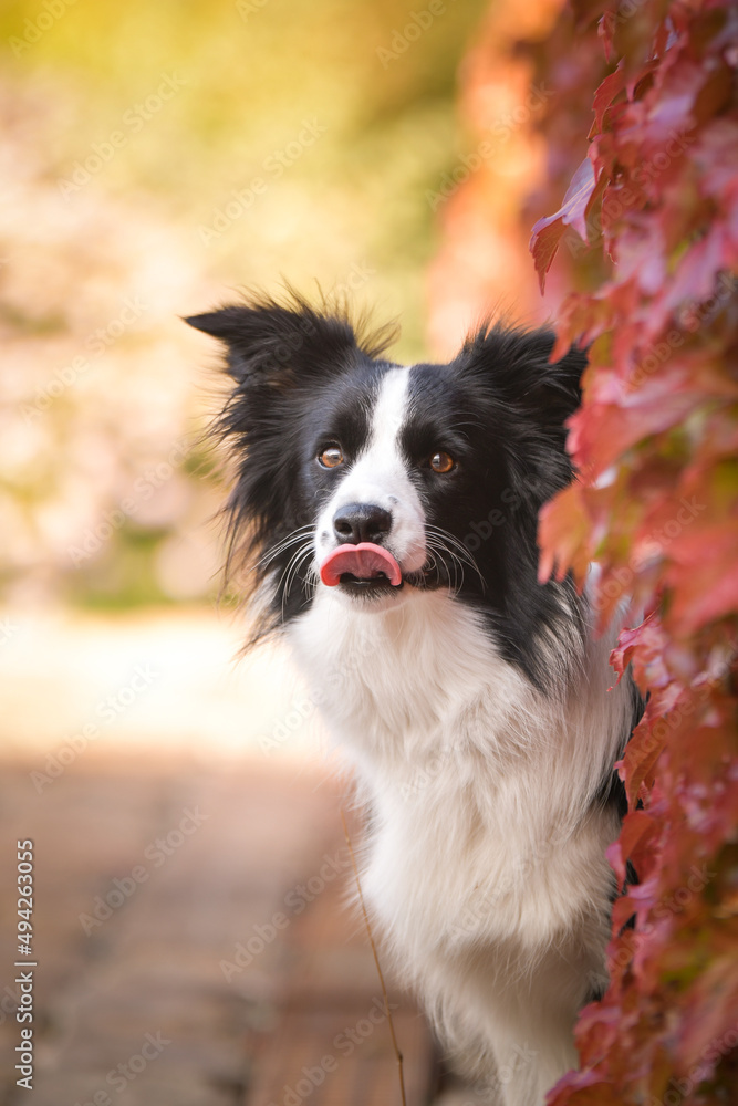 Border collie is sitting in autumn nature. She is so cute dog. Border collie is sitting in autumn nature. She is so cute dog.