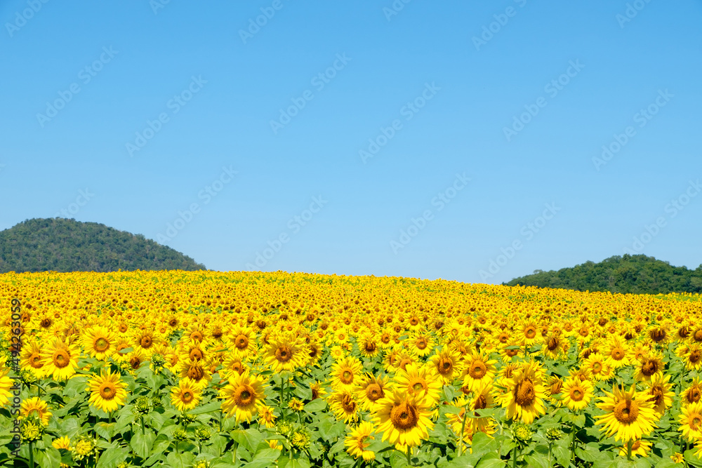 A blooming sunflower field in the countryside farm located on the hill.