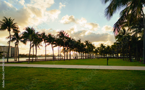 trees at sunset palms beach miami usa florida sky clouds people park 