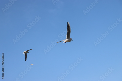 river gulls grab pieces of bread hovering in the air