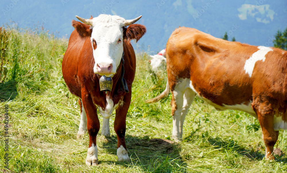 Fototapeta premium cows in the meadow