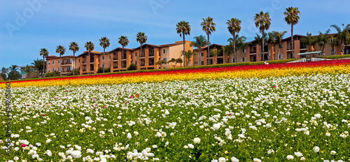 View of a flower field in Carlsbad,CA,United States.