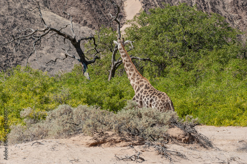 Impression of an Angolan Giraffe - Giraffa giraffa angolensis - wandering through the desert in north western, Namibia. © Goldilock Project
