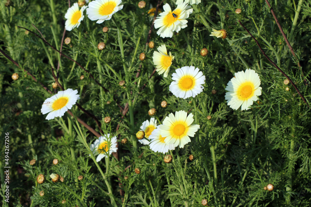 white and yellow flowers white and yellow flowers