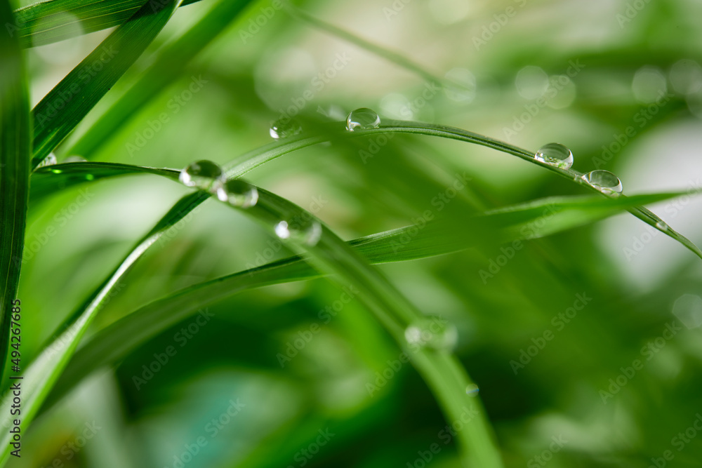 A closeup of water drops on green leaf after raindrops A closeup of water drops on green leaf after raindrops