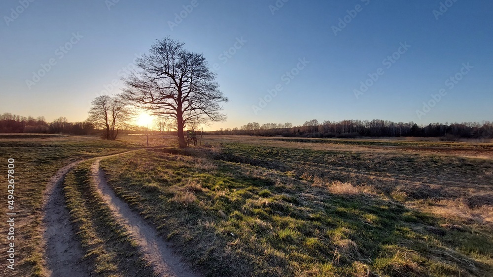 Feldweg durch Wiesenlandschaft mit Baum bei Sonnenuntergang Feldweg durch Wiesenlandschaft mit Baum bei Sonnenuntergang
