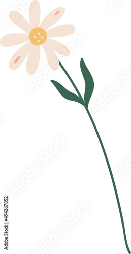 Chamomile Flower Cartoon Illustration
