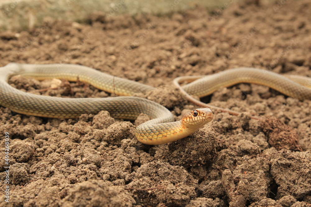 Obraz premium Snake