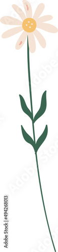 Delicate Chamomile Flower Cartoon Illustration
