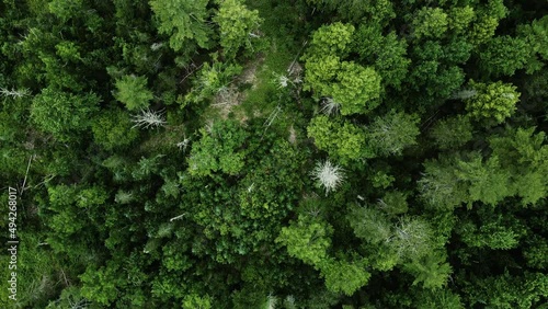 Trees Flyover - Aerial Shot, Top Down