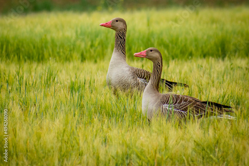 wild summer goose (Anser anser) in the wheat field through Dobrogea