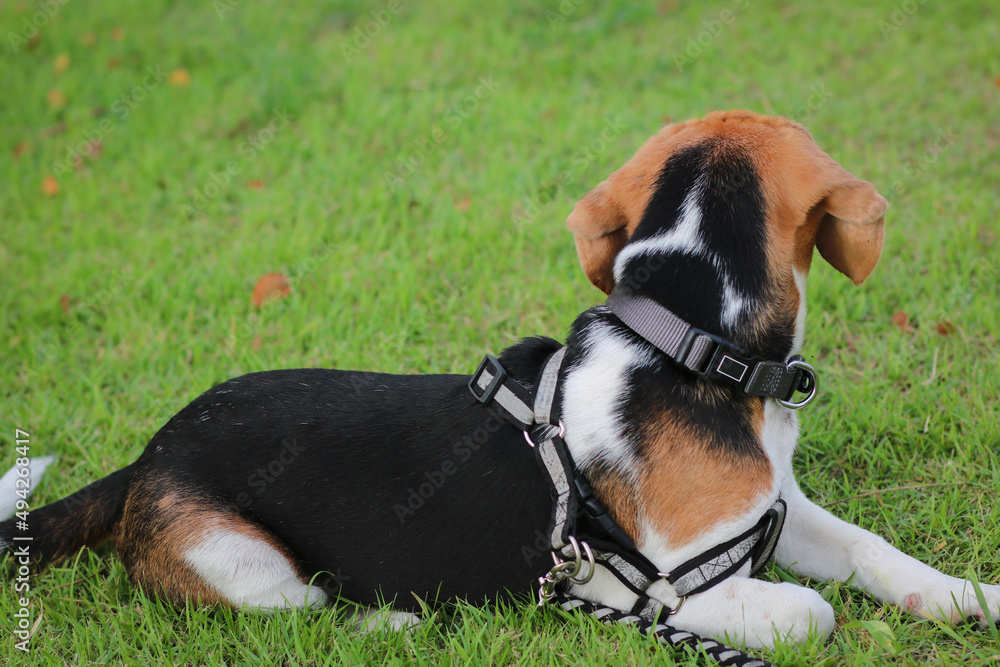 Purebred beagle puppy lying on the grass in the outdoor garden. dog beagle on the walk in the park outdoor.