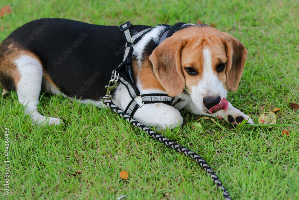 Purebred beagle puppy lying on the grass in the outdoor garden. dog beagle on the walk in the park outdoor.