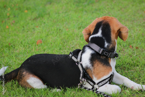 Obraz na płótnie Purebred beagle puppy lying on the grass in the outdoor garden. dog beagle on the walk in the park outdoor. w salonie