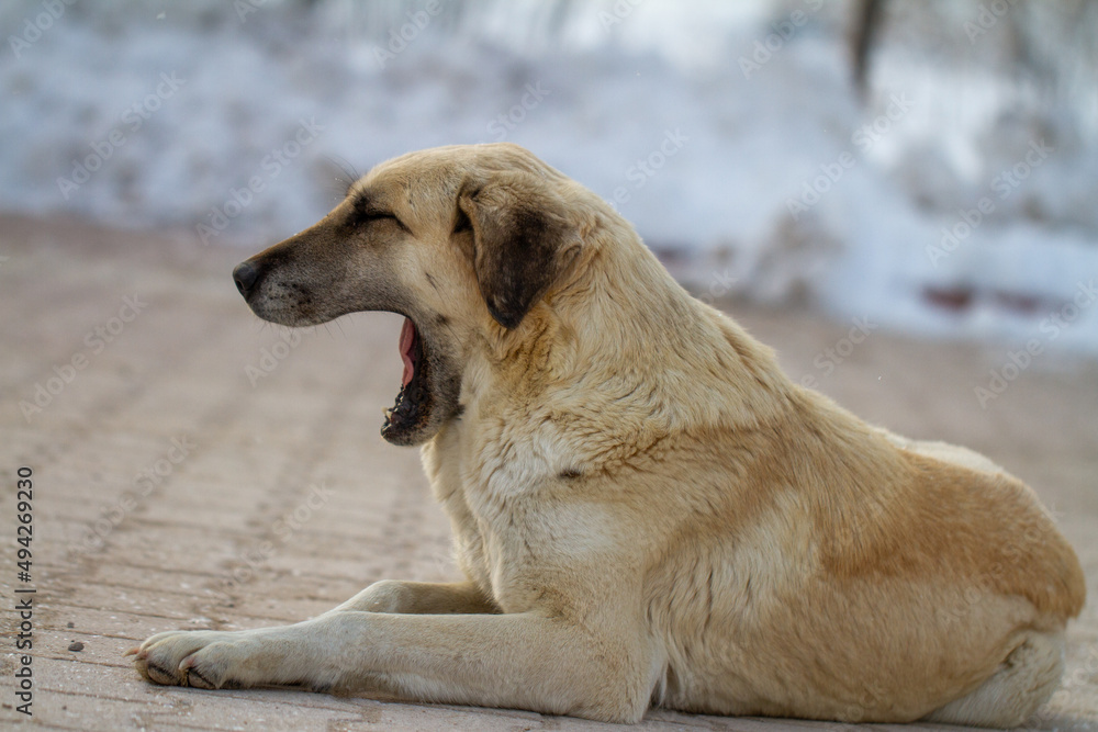 One white dog is opening her mouth with a snowy background. One white dog is opening her mouth with a snowy background.