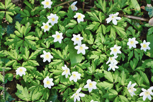 Top view of many white blooming Wood Anemon flowers in forest photo