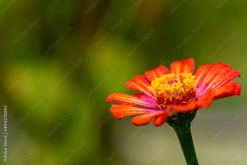 The zinnia flower that is blooming in the middle is yellow with a blurred green foliage background, nature concept The zinnia flower that is blooming in the middle is yellow with a blurred green foliage background, nature concept