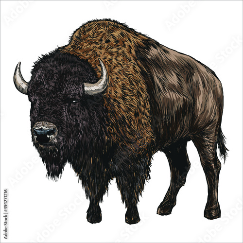 American Bison, buffalo. Hand drawn illustration.