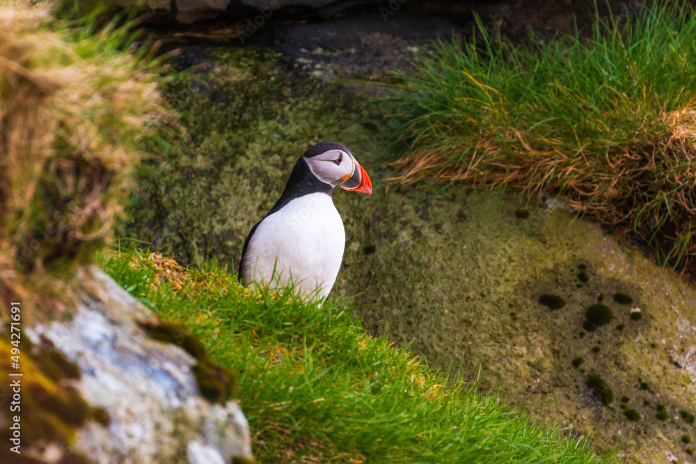 Fototapeta premium Atlantic puffin on the meadow , Gjogv, Faroe Islands.