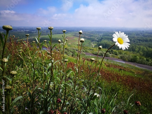 Daisy